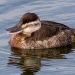 Pictures of Ruddy Duck