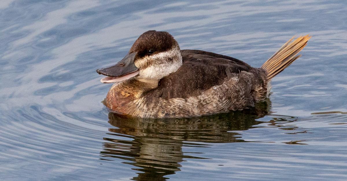 Pictures of Ruddy Duck