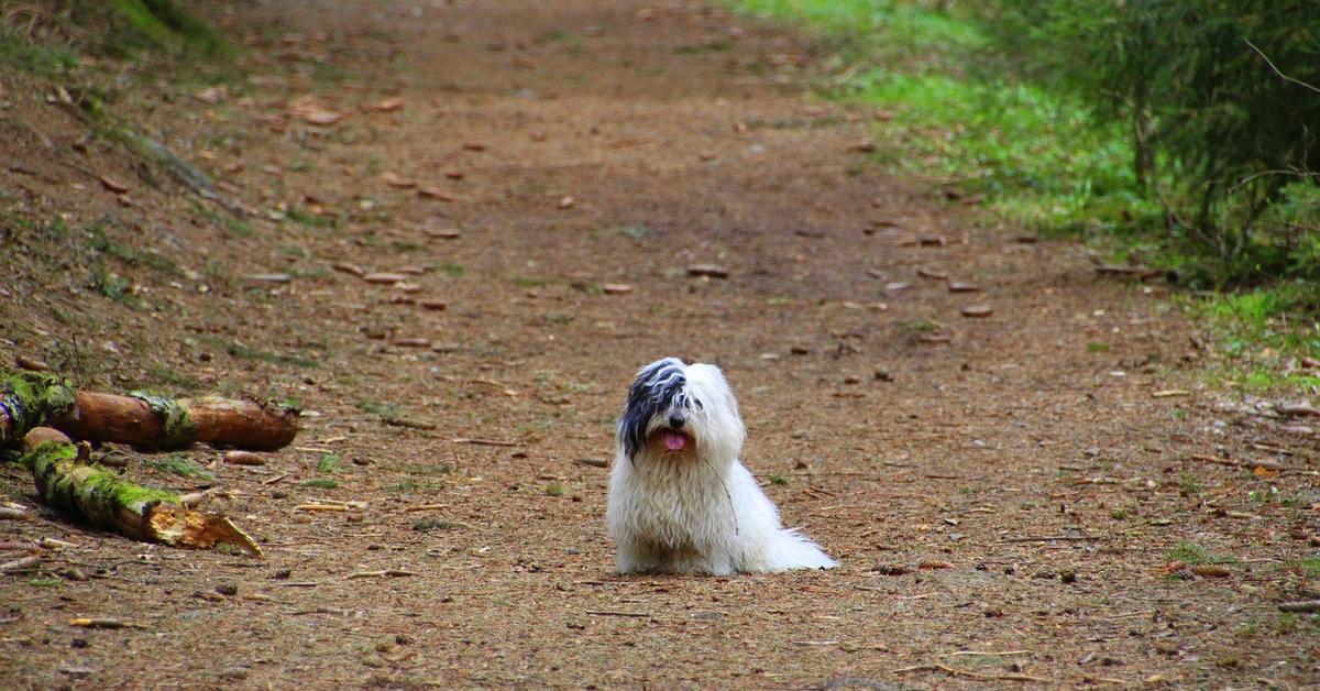 Pictures of Coton De Tulear