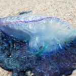 Pictures of Man Of War Jellyfish