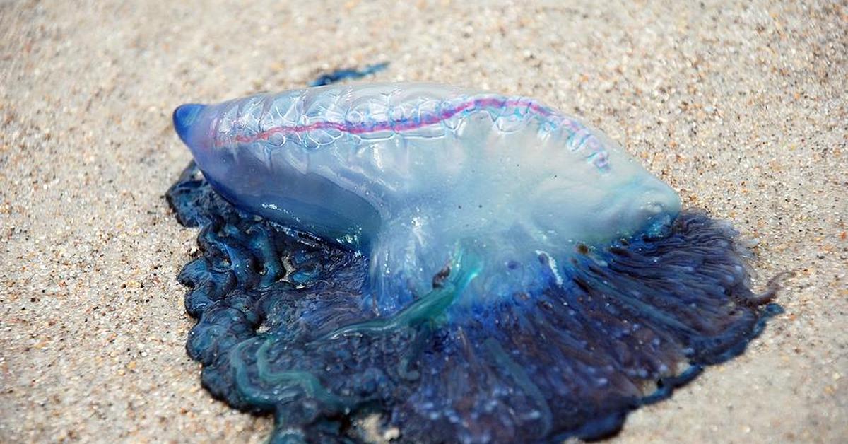 Pictures of Man Of War Jellyfish