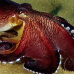 Pictures of Humboldt Squid