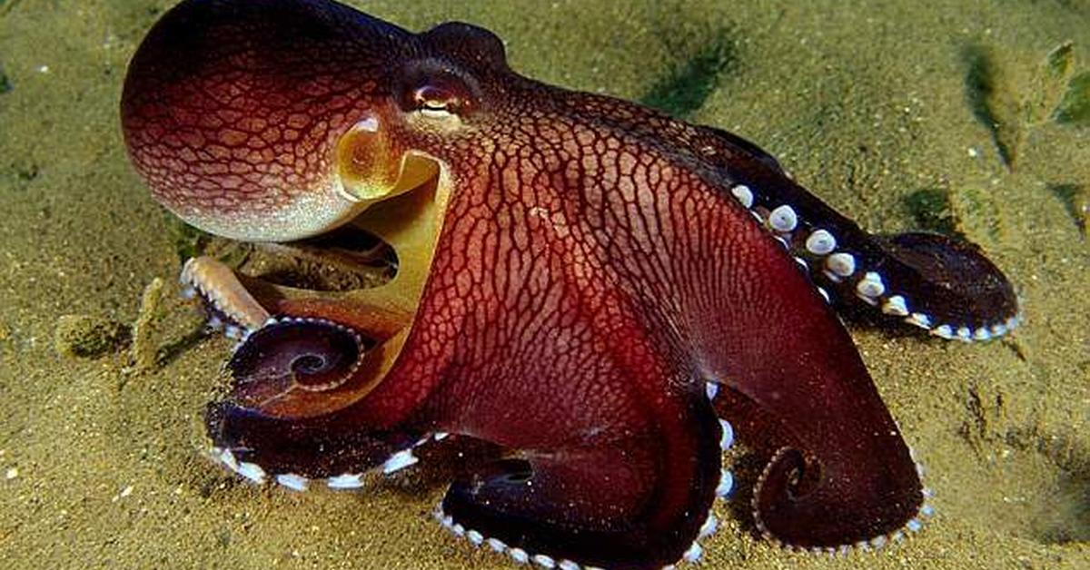 Pictures of Humboldt Squid