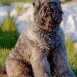 Pictures of Bouvier Des Flandres