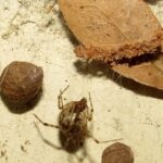 Pictures of Common House Spider