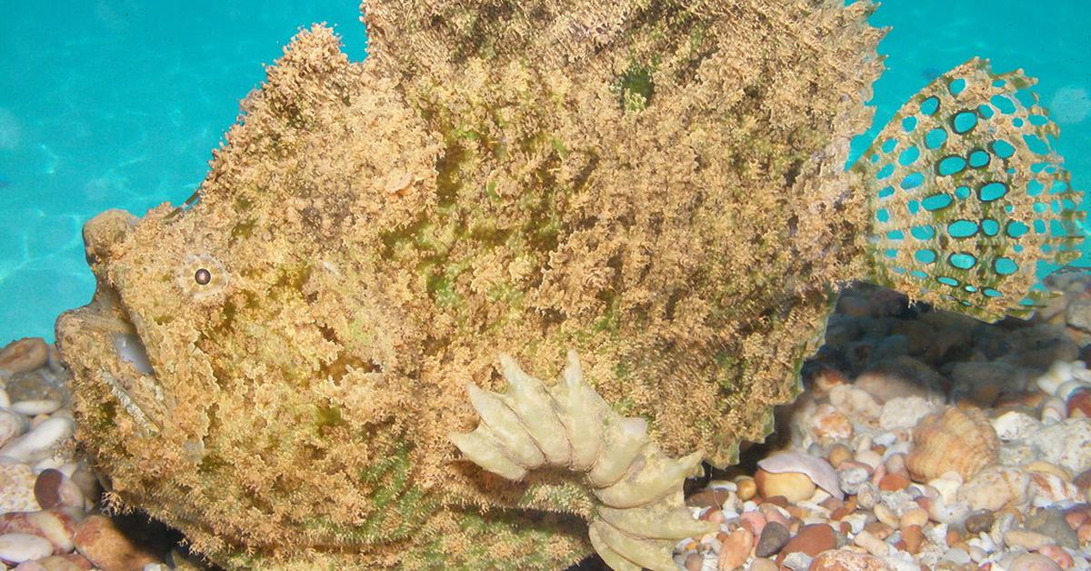 Pictures of Frogfish