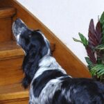 Pictures of Blue Picardy Spaniel