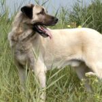 Pictures of Kangal Shepherd Dog