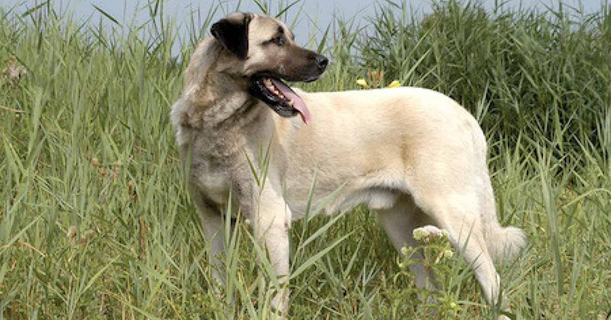 Pictures of Kangal Shepherd Dog