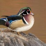 Pictures of Wood Duck