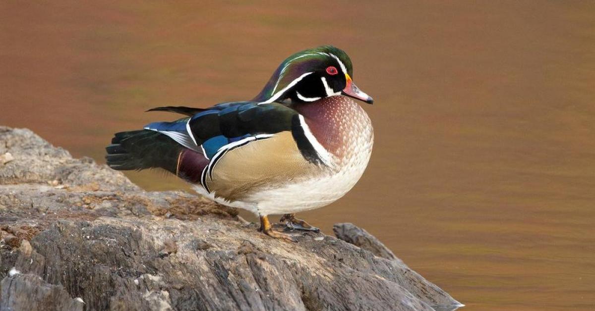 Pictures of Wood Duck