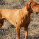 Pictures of Vizsla