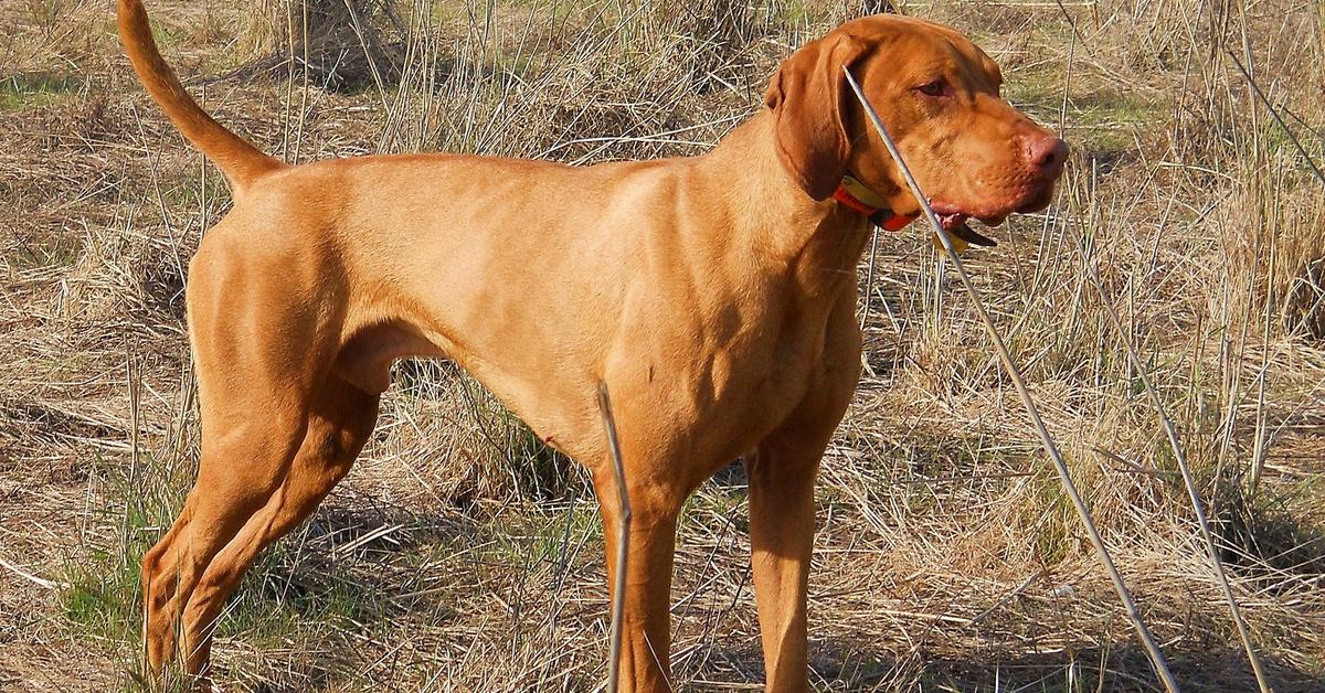 Pictures of Vizsla