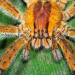 Pictures of Banana Spider