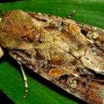 Pictures of Armyworm