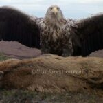 Pictures of White-Tailed Eagle