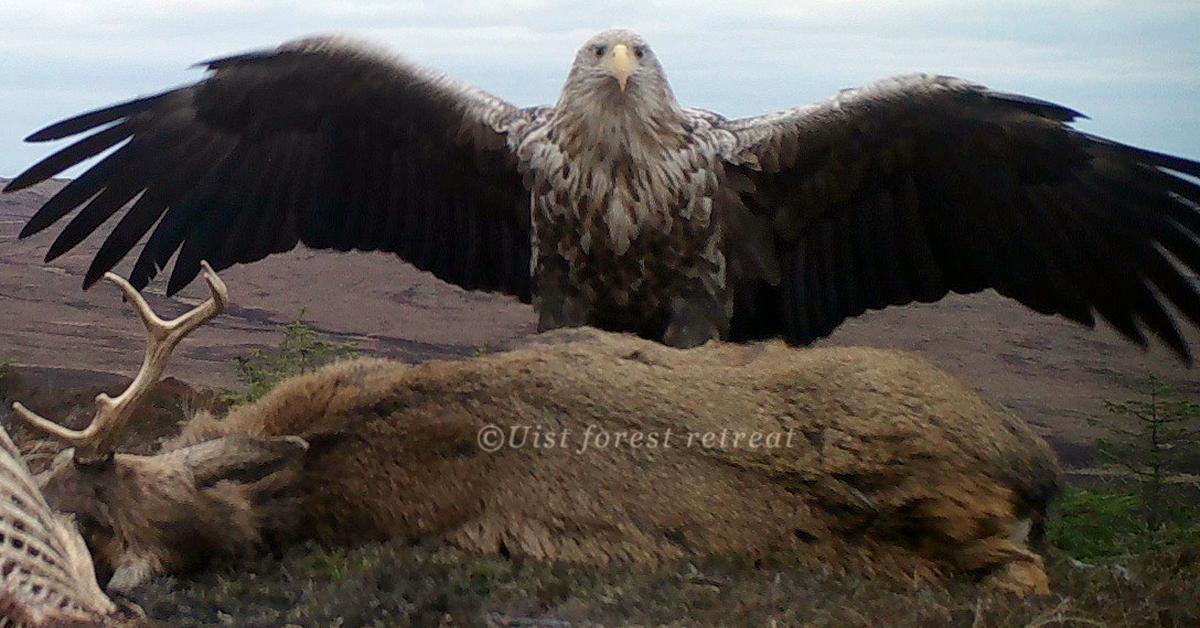 Pictures of White-Tailed Eagle