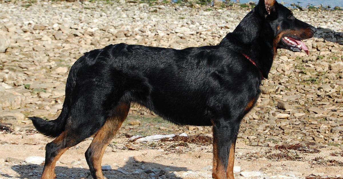 Pictures of Beauceron