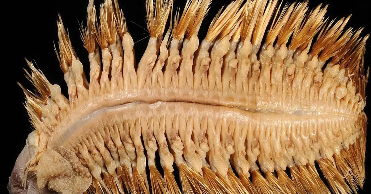 Pictures of Antarctic Scale Worm