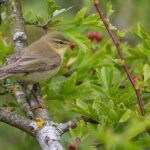 Pictures of Willow Warbler