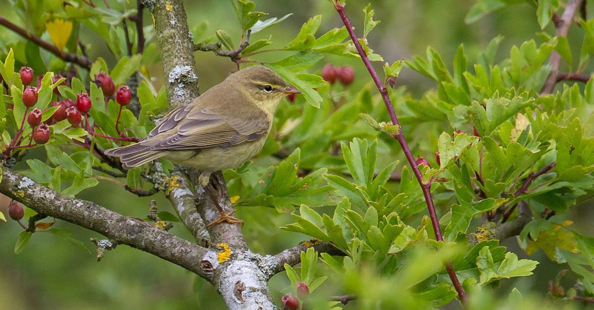 Pictures of Willow Warbler