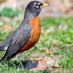 Pictures of American Robin