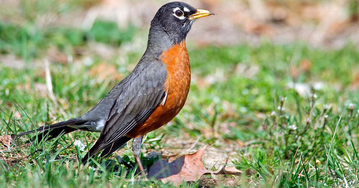 Pictures of American Robin