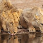 Pictures of Cape Lion