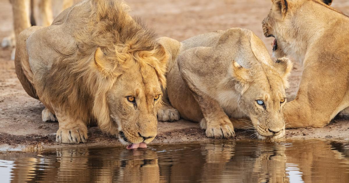 Pictures of Cape Lion