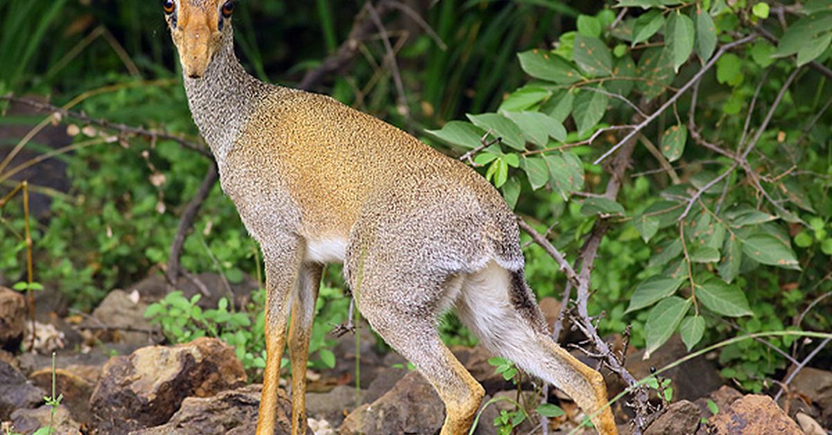 Pictures of Dik-Dik