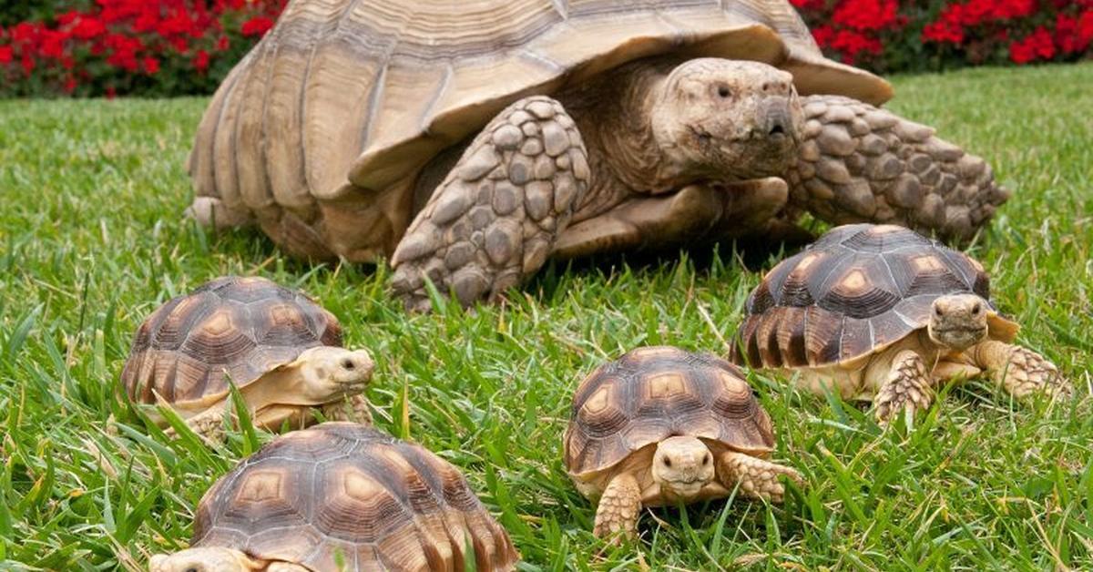 Pictures of Russian Tortoise