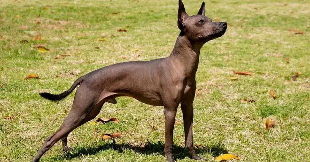 Pictures of Xoloitzcuintli