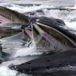 Pictures of Baleen Whale