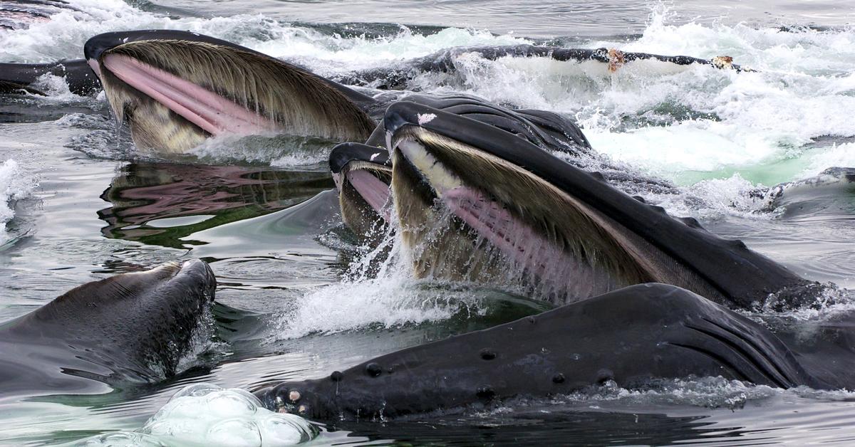 Pictures of Baleen Whale