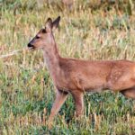 Pictures of Roe Deer