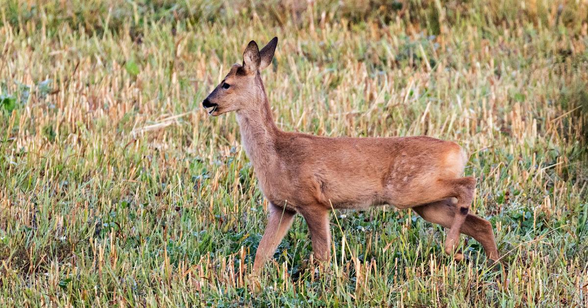 Pictures of Roe Deer