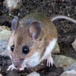 Pictures of Deer Mouse