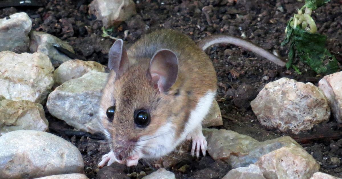 Pictures of Deer Mouse