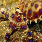 Pictures of Blue-Ringed Octopus