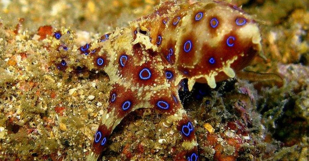 Pictures of Blue-Ringed Octopus