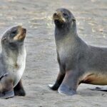 Pictures of Northern Fur Seal