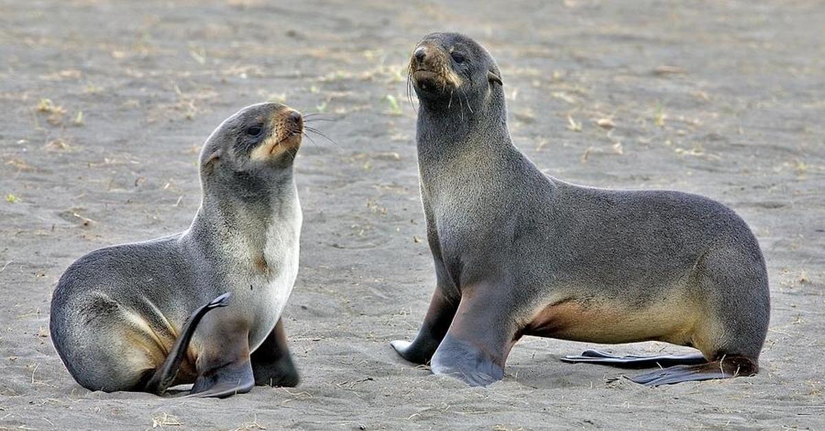 Pictures of Northern Fur Seal