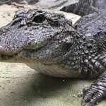 Pictures of Chinese Alligator