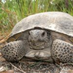 Pictures of Gopher Tortoise