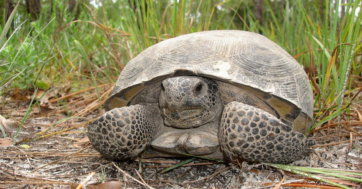 Pictures of Gopher Tortoise