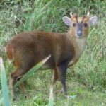 Pictures of Muntjac