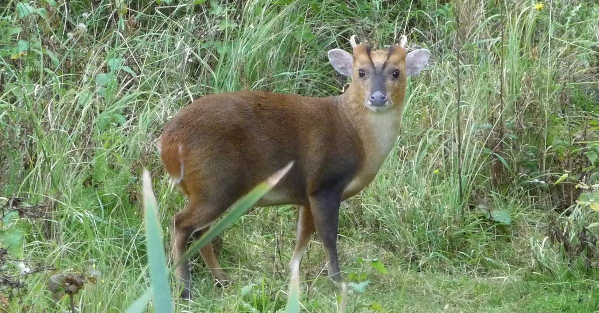 Pictures of Muntjac