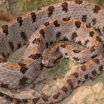 Pictures of Pygmy Rattlesnake