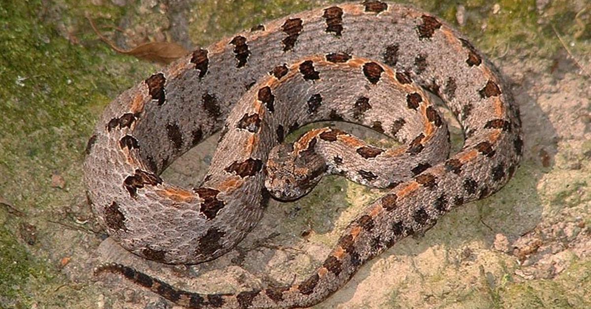 Pictures of Pygmy Rattlesnake