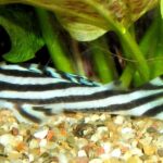 Pictures of Zebra Pleco